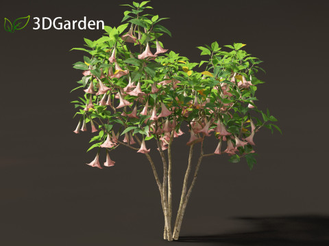Brufmansia versicolor - Angels trumpets 3D Модель