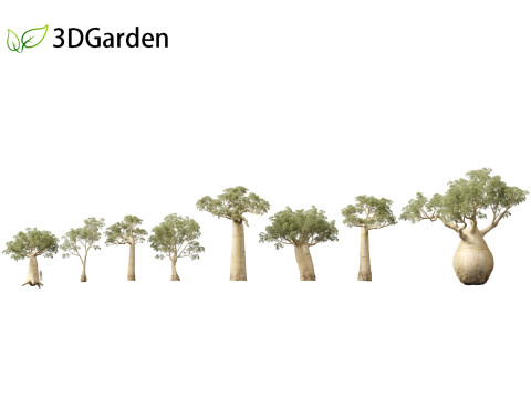 Adansonia digitata - Baobab 01 - 04 3D Модель
