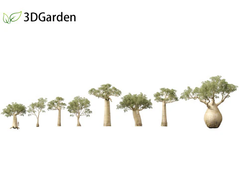 Adansonia digitata - Baobab 01 - 04 3D Model