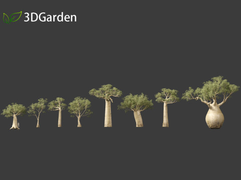 Adansonia digitata - Baobab 01 - 04 3D Модель