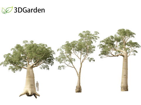Adansonia digitata - Baobab 01 - 04 3D Модель