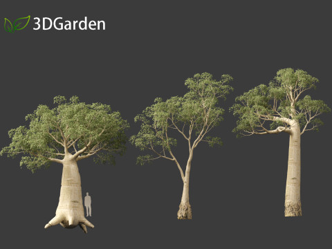 Adansonia digitata - Baobab 01 - 04 3D Модель