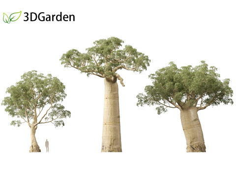 Adansonia digitata - Baobab 01 - 04 3D Модель