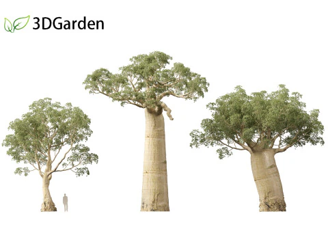 Adansonia digitata - Baobab 01 - 04 3D Model