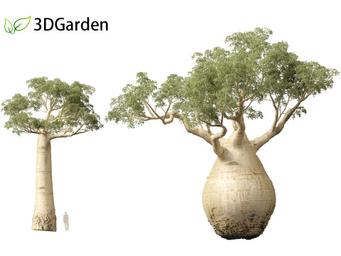 Adansonia digitata - Baobab 01 - 04 3D Модель