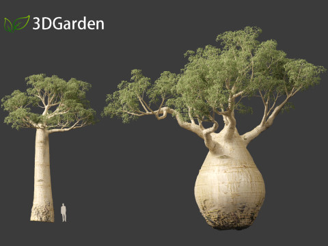 Adansonia digitata - Baobab 01 - 04 3D Модель