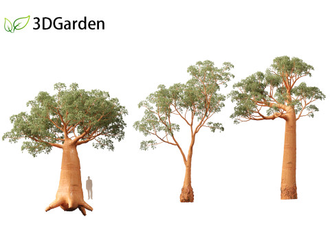 Adansonia digitata - Baobab 01 - 04 3D Модель