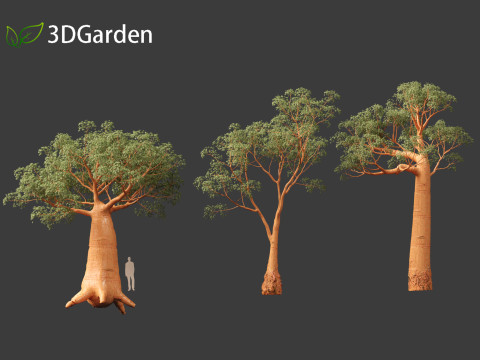 Adansonia digitata - Baobab 01 - 04 3D Модель