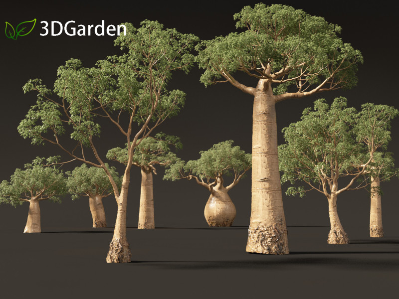 Adansonia digitata - Baobab 01 - 04 3D Модель .c4d .max .obj .3ds .fbx .stl .blend