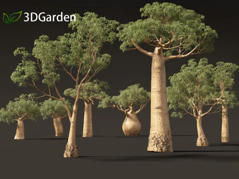 Adansonia digitata - 바오밥 01 - 04 3D 모델