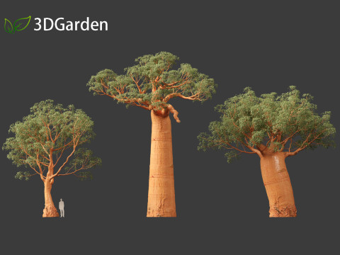Adansonia digitata - Baobab 01 - 04 3D Модель