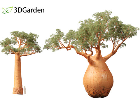 Adansonia digitata - Baobab 01 - 04 3D Модель