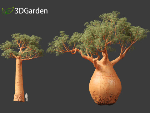 Adansonia digitata - Baobab 01 - 04 3D Модель