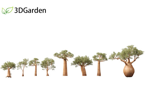 Adansonia digitata - Baobab 01 - 04 3D Модель