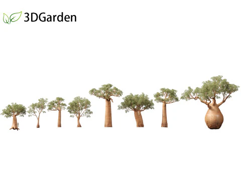 Adansonia digitata - Baobab 01 - 04 3D Model