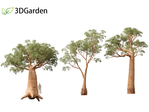 Adansonia digitata - Baobab 01 - 04 3D Модель