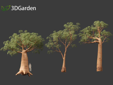 Adansonia digitata - Baobab 01 - 04 3D Model