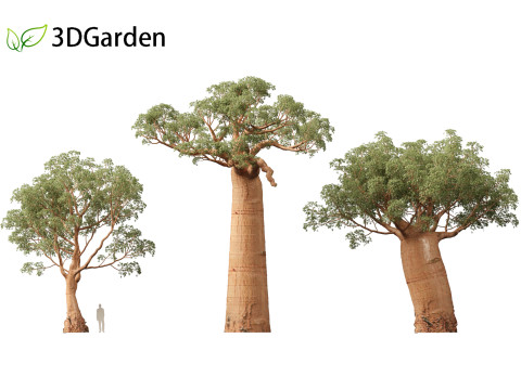 Adansonia digitata - Baobab 01 - 04 3D Модель