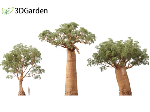 Adansonia digitata - Baobab 01 - 04 3D Model