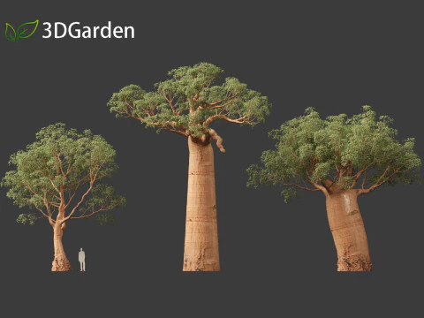Adansonia digitata - Baobab 01 - 04 3D Model