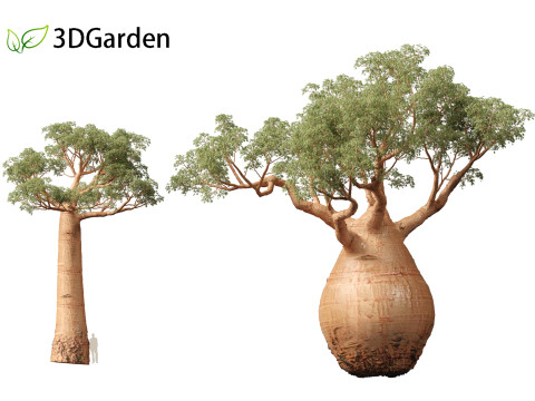 Adansonia digitata - Baobab 01 - 04 3D Модель