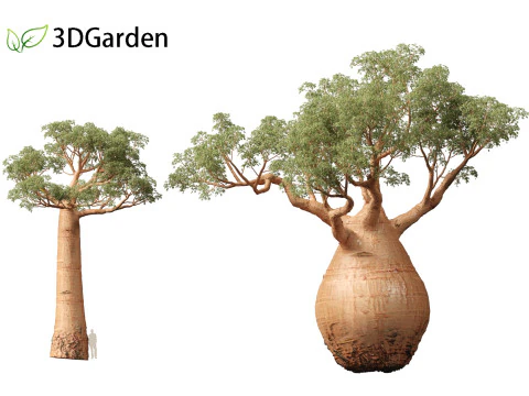 Adansonia digitata - Baobab 01 - 04 3D Model