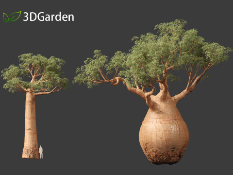 Adansonia digitata - Baobab 01 - 04 3D Модель