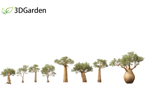 Adansonia digitata - Baobab 01 - 04 3D Модель