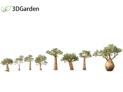 Adansonia digitata - Baobab 01 - 04 3D Model