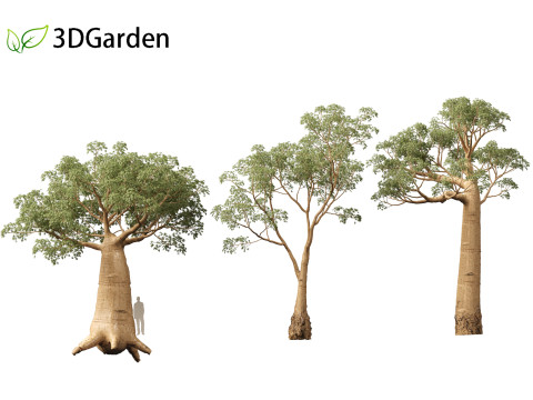 Adansonia digitata - Baobab 01 - 04 3D Модель
