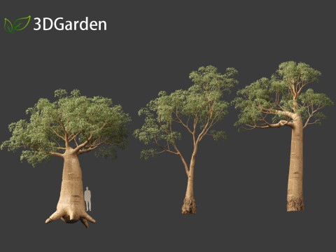 Adansonia digitata - Baobab 01 - 04 3D Модель
