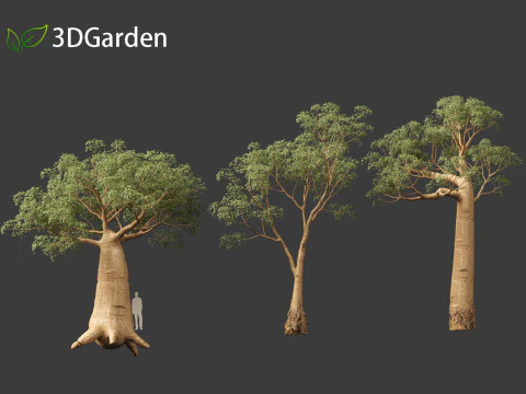 Adansonia digitata - Baobab 01 - 04 3D Model