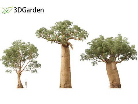 Adansonia digitata - Baobab 01 - 04 3D Модель
