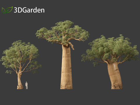 Adansonia digitata - Baobab 01 - 04 3D Модель