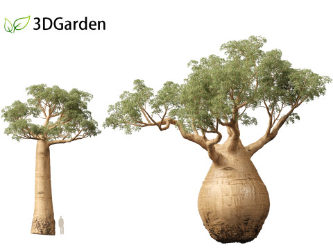 Adansonia digitata - Baobab 01 - 04 3D Модель