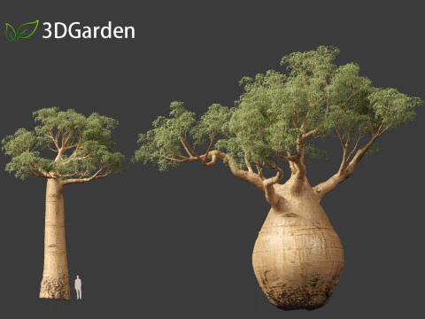 Adansonia digitata - Baobab 01 - 04 3D Model