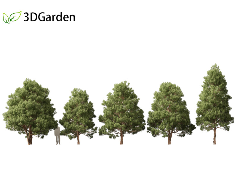Afrocarpus falcatus - Outeniqua Yellowwood 3D 모델 .c4d .max .obj .3ds .fbx .stl .blend 