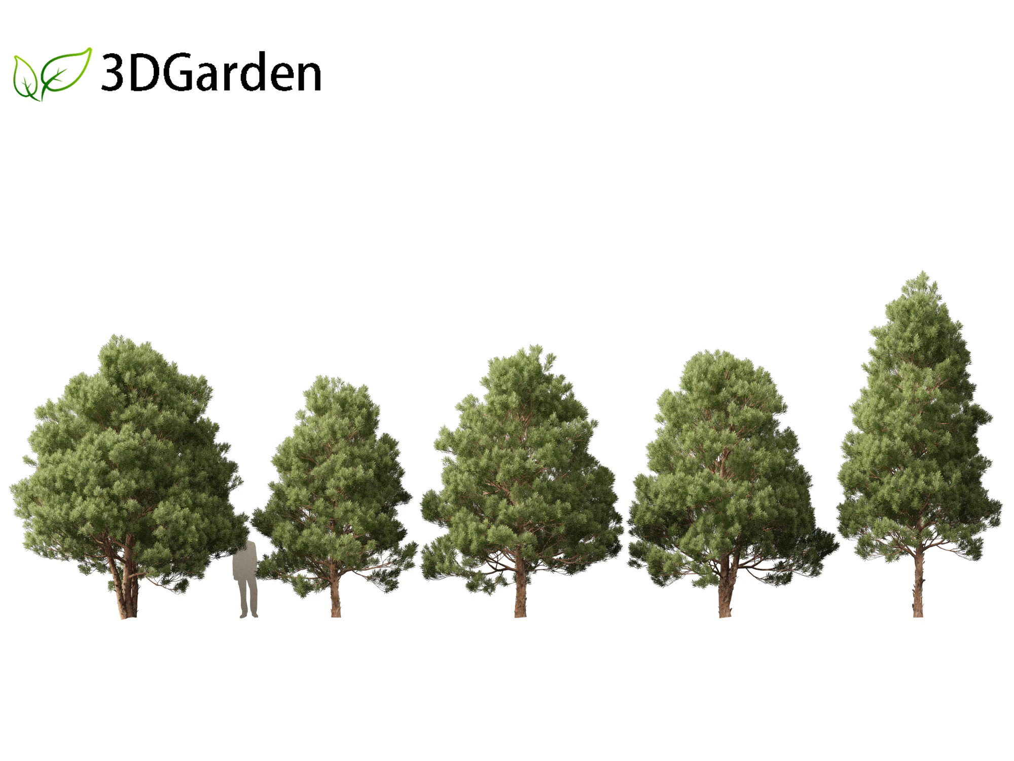 Afrocarpus falcatus - Outeniqua Yellowwood 3D Model .c4d .max .obj .3ds .fbx .stl .blend 
