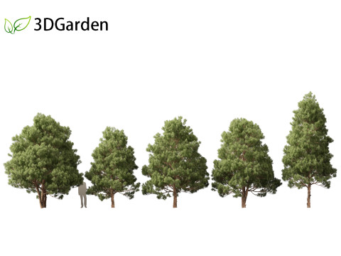 Afrocarpus falcatus - Outeniqua Yellowwood 3D Model