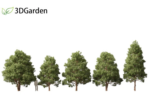 एफ्रोकार्पस फाल्कैटस - आउटेनिक्वा येलोवुड 3D मॉडल