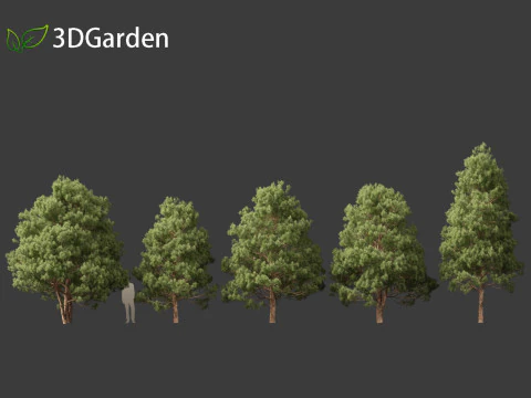 Afrocarpus falcatus - Outeniqua Yellowwood 3D Model