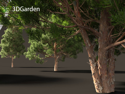 Afrocarpus falcatus - Outeniqua Yellowwood 3D 모델