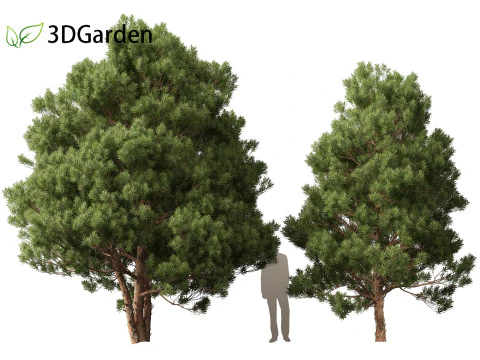 Afrocarpus falcatus - Outeniqua Yellowwood 3D Model