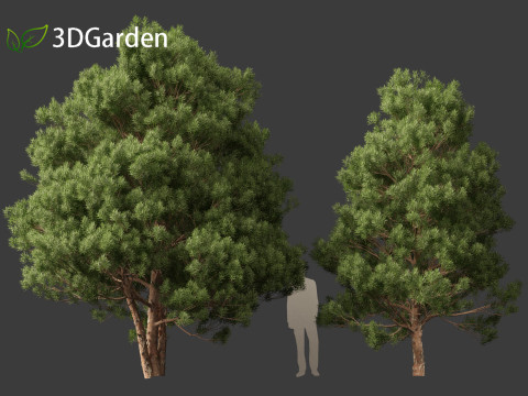 Afrocarpus falcatus - Outeniqua Yellowwood 3D 모델