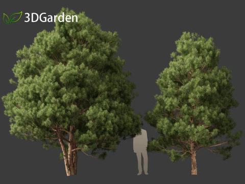 Afrocarpus falcatus - Outeniqua Yellowwood 3D Model