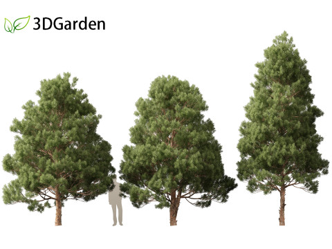 Afrocarpus falcatus - Outeniqua Yellowwood 3D 모델