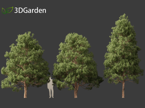 Afrocarpus falcatus - Outeniqua Yellowwood 3D 모델