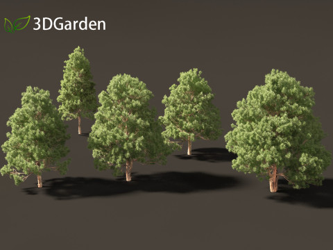 Afrocarpus falcatus - Outeniqua Yellowwood 3D 모델