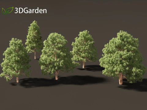 Afrocarpus falcatus - Outeniqua Yellowwood 3D Model