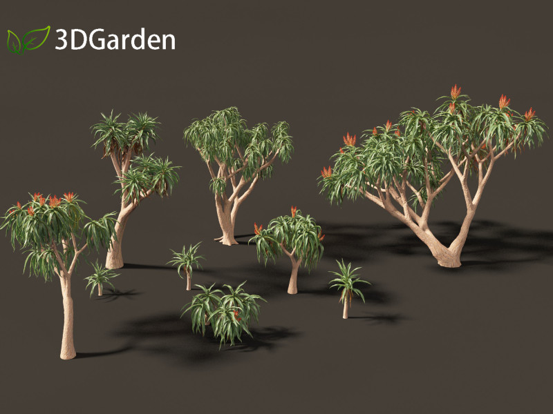 Aloidendron barberae - Tree Aloe 3D Model .c4d .max .obj .3ds .fbx .stl .blend 